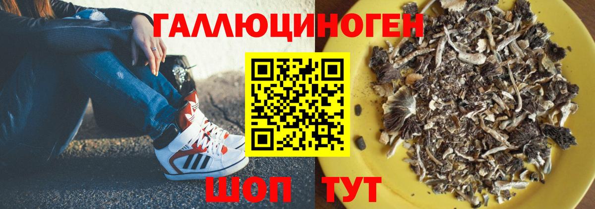 где можно купить наркотик  Галлюциногенные грибы GOLDEN TEACHER  Вход с VPN  Гурьевск  Псилоцибиновые грибы ЛСД 